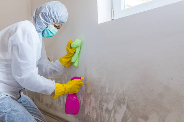 Best Mold Odor Removal Services  in Port Angeles East, WA