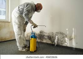 Environmental Consulting for Mold Prevention in Port Angeles East, WA